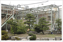 Handa Plant